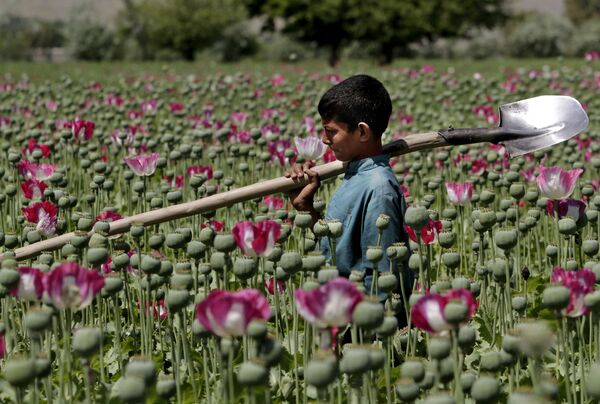 مزارع خشخاش - اسپوتنیک افغانستان  