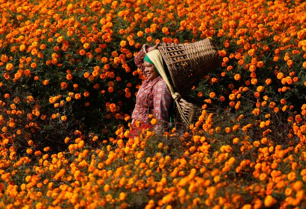 باغ گل ها در نپال - اسپوتنیک افغانستان  