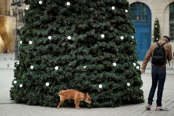 سگ و درخت کریسمس در فرانسه. - اسپوتنیک افغانستان  