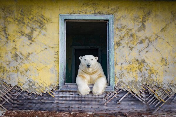 خرس سفید، سلطان قطب در ایستگاه متروک هواشناسی روسیه در چوکوتکا صاحبخانه است. - اسپوتنیک افغانستان  
