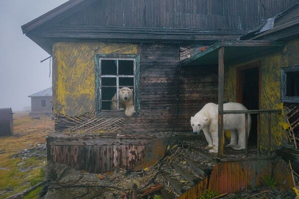 خرس سفید، سلطان قطب در ایستگاه متروک هواشناسی روسیه در چوکوتکا صاحبخانه است. - اسپوتنیک افغانستان  