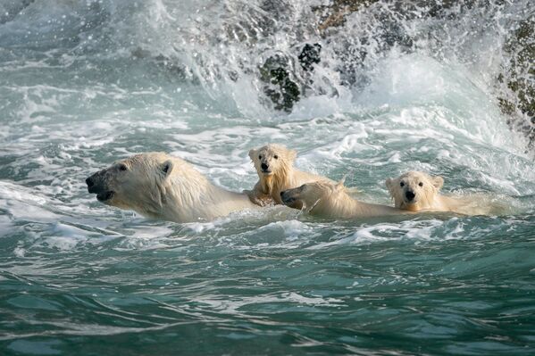 خرس های سفید در دریای چوکوتکا روسیه. - اسپوتنیک افغانستان  