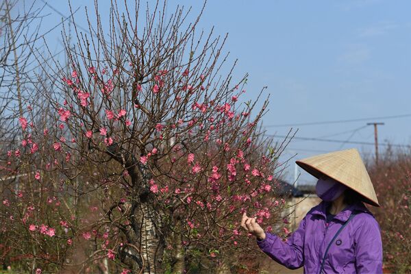 آمادگی برای سال نو قمری در هانوی ویتنام/18 جنوری 2022 - اسپوتنیک افغانستان  