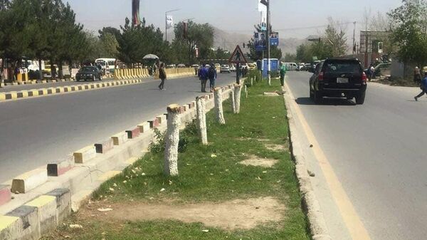 وزارت داخله طالبان: عوامل قطع درختان جریمه خواهند شد  - اسپوتنیک افغانستان  
