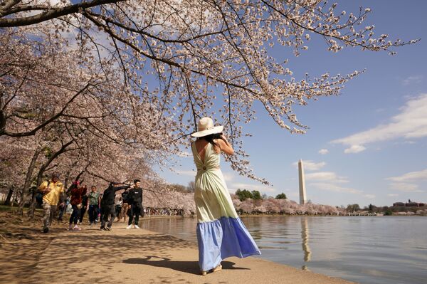 زنی در پس زمینه شکوفه های گیلاس  در واشنگتن، دی سی، ایالات متحده از  بنای یادبود واشنگتن عکس می‌گیرد. - اسپوتنیک افغانستان  