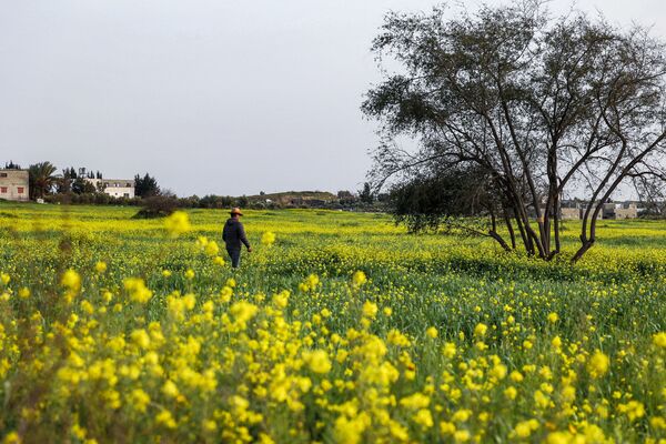 مردی درمزرعه ای از گل های خردل وحشی در بیت حانون در شمال نوار غزه در اولین روز بهار. - اسپوتنیک افغانستان  