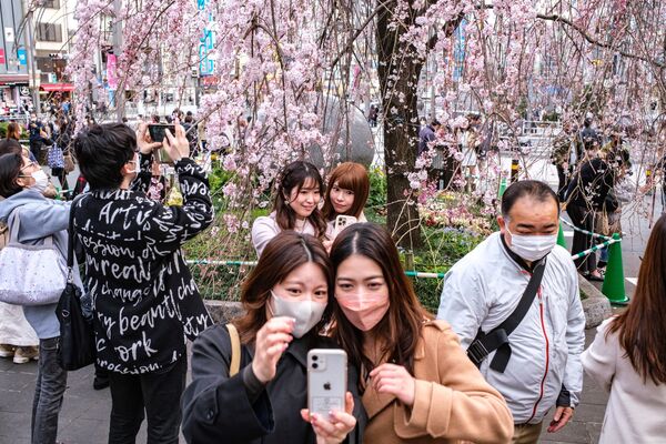 جاپانی ها در مقابل شکوفه های گیلاس در پارک اوئنو در توکیو عکس می گیرند. - اسپوتنیک افغانستان  