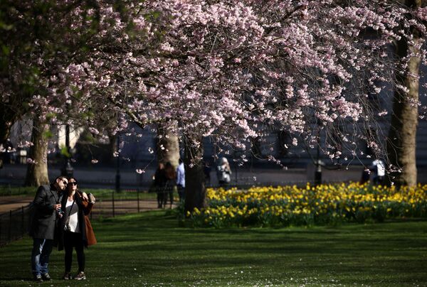 زن و شوهری در حال چکر زیر درخت شکوفه باران گیلاس در پارک سنت جیمز، در لندن. - اسپوتنیک افغانستان  
