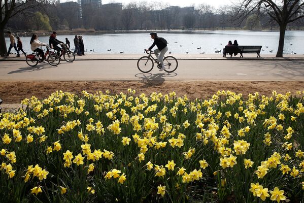 گل های بهاری نرگس در هاید پارک شهر لندن به زیبایی یکی از چهار پارک بزرگ شهر افزوده است. - اسپوتنیک افغانستان  