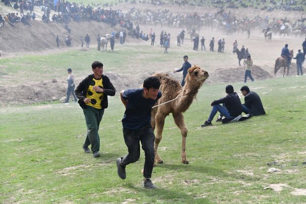 شتر جایزه برندگان  مسابقه بزکشی  در روستای دانگارا تعیین شده است.  - اسپوتنیک افغانستان  
