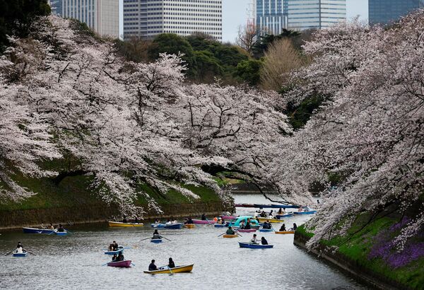شکوفه‌های گیلاس در پارک  ملی چیدور فوجی در توکیو. - اسپوتنیک افغانستان  