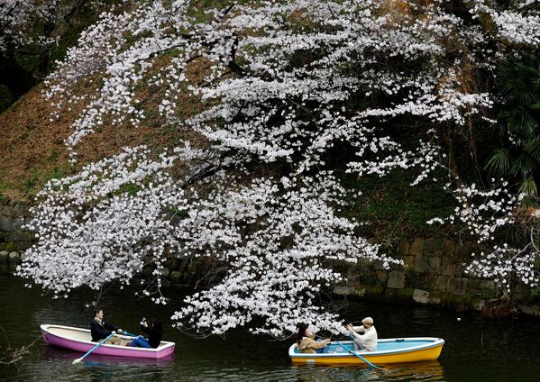بازدیدکنندگان در کنار شکوفه‌های گیلاس در پارک  ملی چیدور فوجی در توکیو. - اسپوتنیک افغانستان  