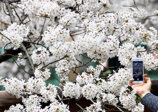 شکوفه های گیلاس در امتداد رودخانه مگورو در توکیو. - اسپوتنیک افغانستان  