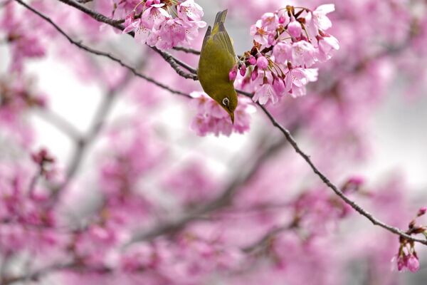 درختان گیلاس در مناطقمختلف جاپان شروع به شکوفه دادن کرده اند.    - اسپوتنیک افغانستان  