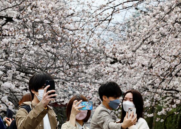 شکوفه های گیلاس در امتداد رودخانه مگورو در توکیو. - اسپوتنیک افغانستان  
