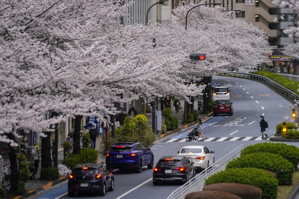 مردمدر خیابانی در توکیو زیر سایه‌بانی از شکوفه‌های گیلاس قدم می‌زنند. - اسپوتنیک افغانستان  