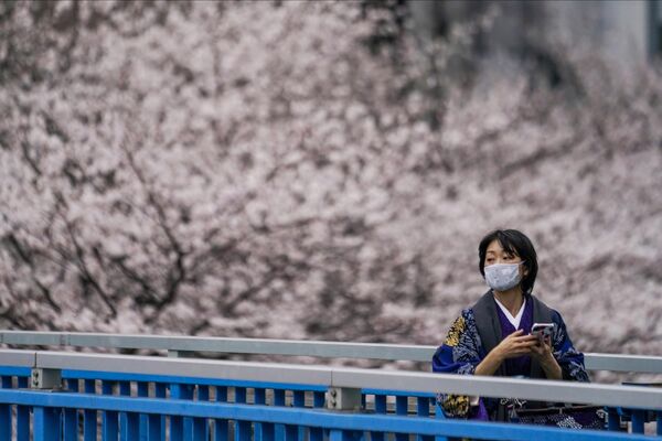 صدها درخت شکوفه گیلاس در توکیو رشد می کنند. - اسپوتنیک افغانستان  