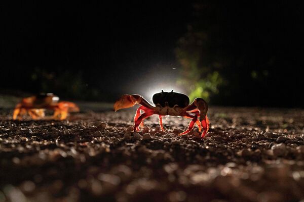 خرچنگ ها  در فصل باران های بهاری ، بیرون می آیند و برای ادامه نوع خود به سمت ساحل حرکت می کنند. - اسپوتنیک افغانستان  