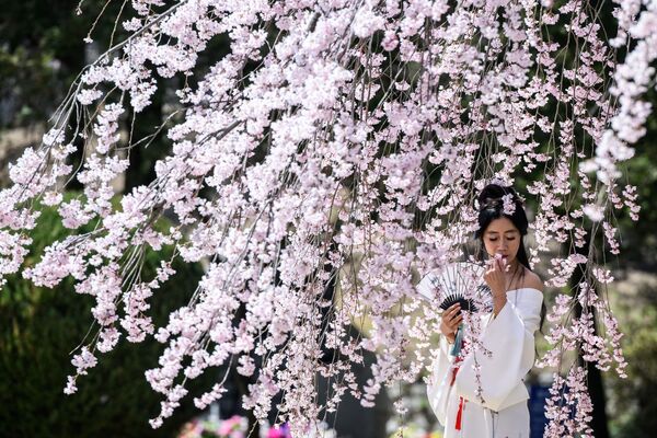 شکوفه درختان گیلاس جز زیباترین ها بوده و در واقع، یکی از نمادهای جاپان محسوب می شود. - اسپوتنیک افغانستان  
