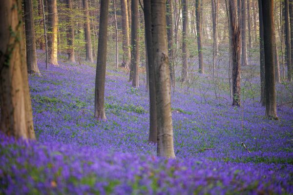 جنگل جادویی هالربوس، بهشت آبی رنگ بلژیک/جنگل هالربوس به جنگل آبی نیز شهرت دارد. این جنگل در فاصله‌ی کمی از بروکسل اقع شده است. - اسپوتنیک افغانستان  