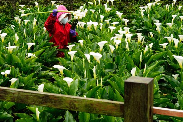 نایاب ترین گل جهان / مردی در حال جمع آوری سوسن چلچراغی در پارک ملی  یانگمینشان تایوان - اسپوتنیک افغانستان  