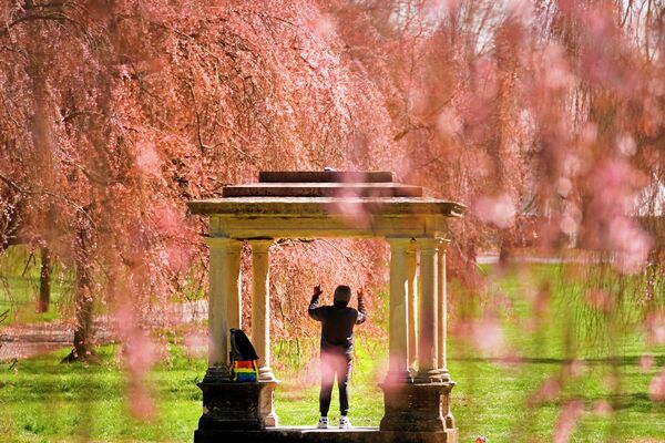 در پارک فرمونت در فیلادلفیا بیش از یکهزار اصله درخت گیلاس زندگی می‌کند که در فصل بهار شکوفه داده و چشم‌انداز زیبایی خلق می‌کنند. به همین مناسبت، از 7 تا 15 ماه آپریل فستیوالی موسوم به جشنواره شکوفه‌های گیلاس سوبارو در این محل برگزار می‌شود. - اسپوتنیک افغانستان  