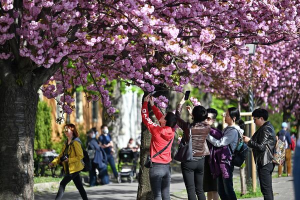 در شهرهای مختلف جاپان می‌توان از تماشای شکوفه‌های گیلاس لذت برد. یکی از آنها، شهر کیوتو است که پایتخت سابق امراتوری این کشور بوده و مملو از چشم‌اندازهای بی‌نظیر است. - اسپوتنیک افغانستان  