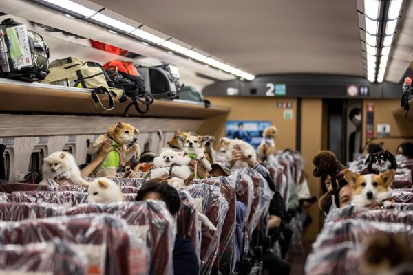 سگ های ژاپن یک روز بدون هرگونه محدودیتی قطار سواری کردند. - اسپوتنیک افغانستان  