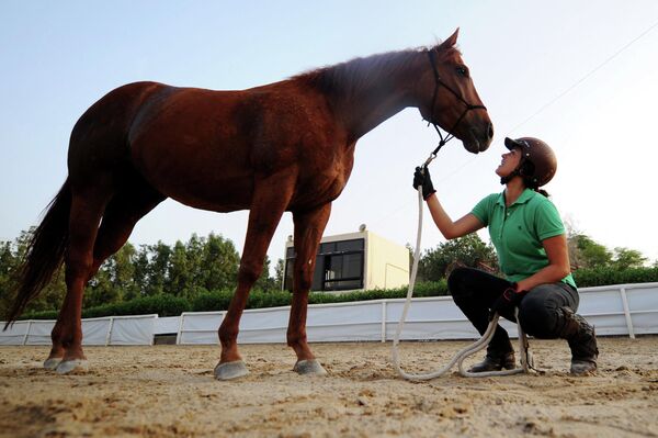 برابری زنان با مردان در عربستان سعودی، زنی اسب را آموزش می‌دهد. - اسپوتنیک افغانستان  
