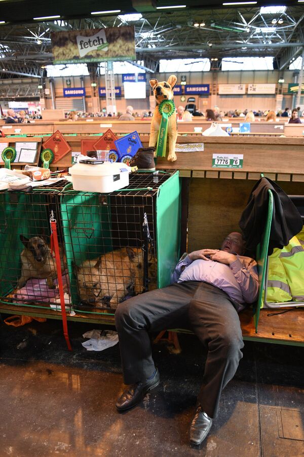 خواب رفتن مردی در یکی از غرفه های در نمایشگاه سگ در انگلستان. - اسپوتنیک افغانستان  