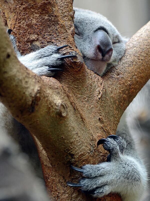 خواب رفتن یک کوالا  روی درختی در باغ وحش دویسبورگ، در غرب آلمان. - اسپوتنیک افغانستان  