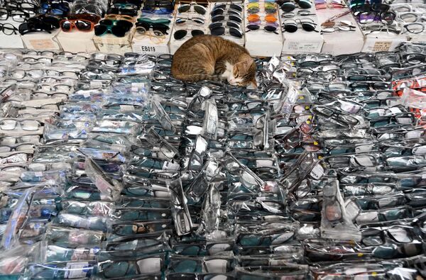 یک گربه  در یک غرفه خیابانی فروش عینک ها در جاکارتا به خواب رفته. - اسپوتنیک افغانستان  