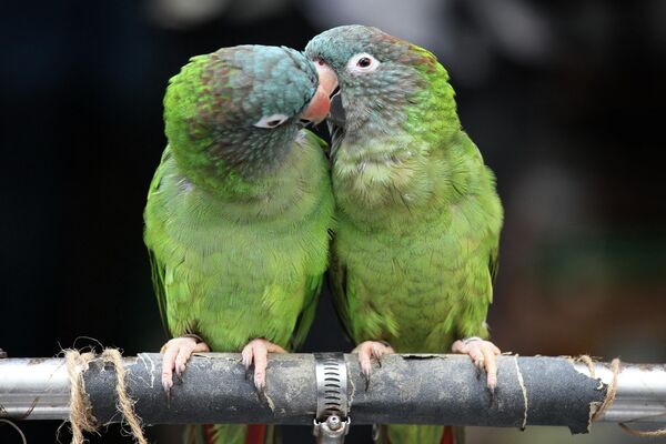 روز جهانی بوسه، بوسیدن پرندگان. - اسپوتنیک افغانستان  