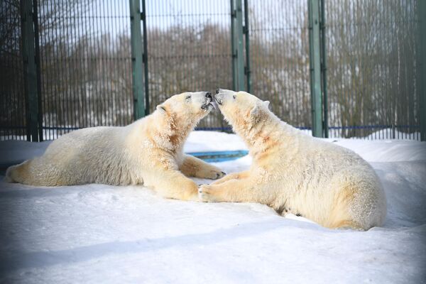 بوسیدن حیوانات/ خرس های سفید همدیگر را می‌بوسند. - اسپوتنیک افغانستان  
