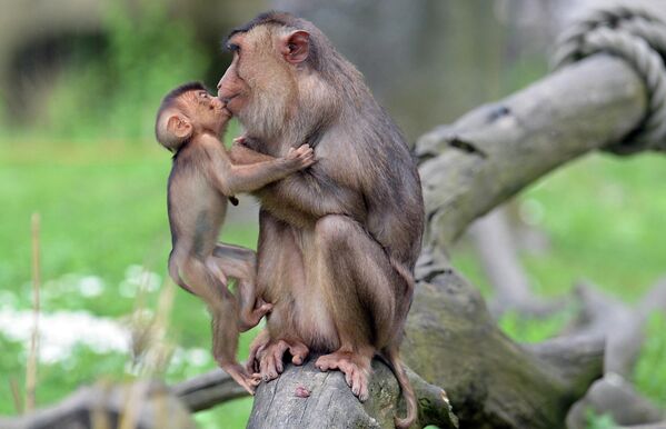 میمون چوچه اش را می‌بوسد. - اسپوتنیک افغانستان  