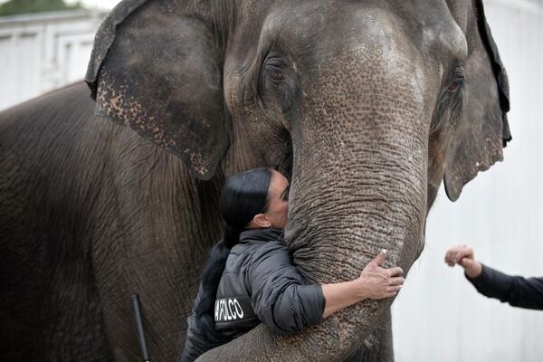 کارمند سرکس در چین فیل را می‎‌بوسد. - اسپوتنیک افغانستان  