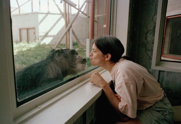 بوسه شامپانزه و یک دانشجوی روانشناسی از پشت پنجره شیشه ای در موسسه ارتباطات انسانی در دانشگاه مرکزی واشنگتن. - اسپوتنیک افغانستان  