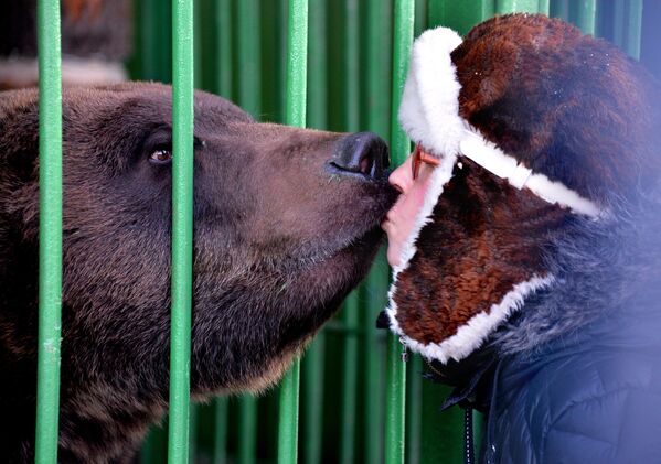 بوسیدن خرس قهوه‌ای در باغ وحشی در پریموریای روسیه. - اسپوتنیک افغانستان  