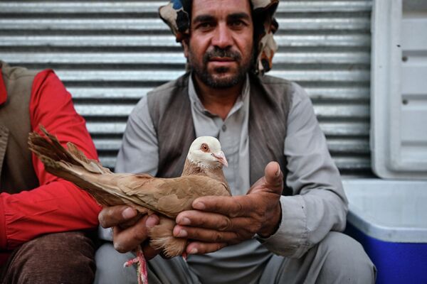 یک کفتر، در انتظار خریدار - اسپوتنیک افغانستان  