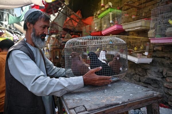 حضور یک فروشنده در بازار بازار فروش پرندگان - اسپوتنیک افغانستان  