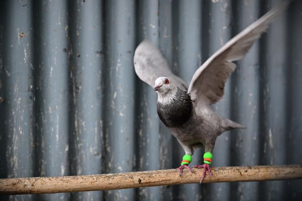 بازار فروش پرندگان با حضور کبوتران زیبا - اسپوتنیک افغانستان  