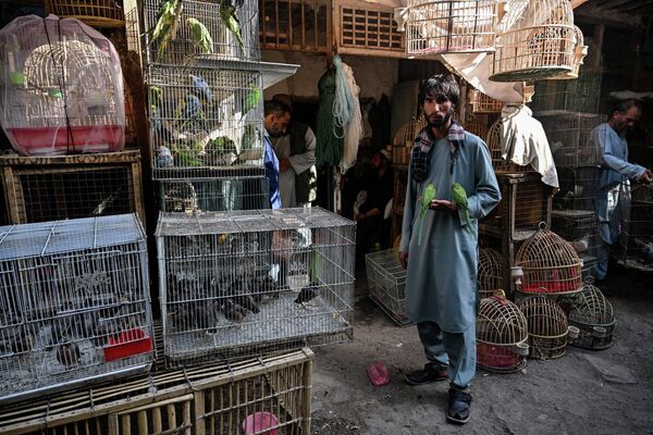 بازار تاریخی فروش پرندگان - اسپوتنیک افغانستان  