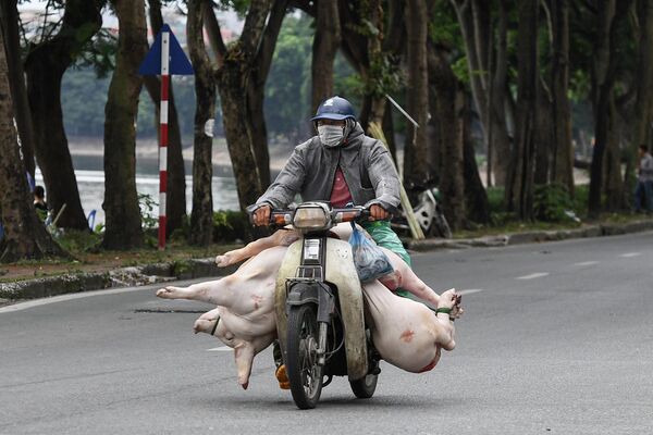 مردی در در خیابانی در هانوی یک خوک و تکه های گوشت را با موتور خود حمل می کند. - اسپوتنیک افغانستان  