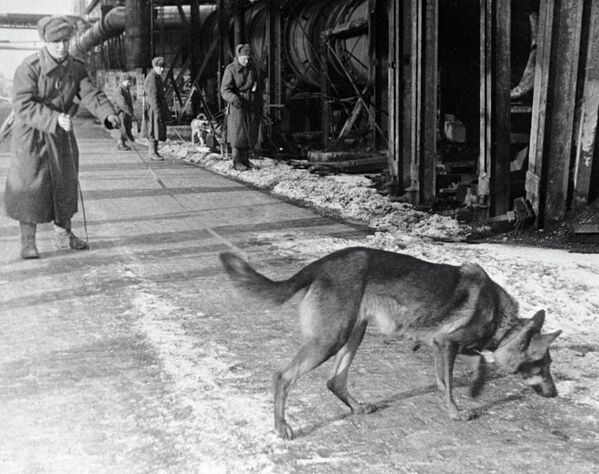 سگ ها در جستجوی ین در بوداپست - اسپوتنیک افغانستان  