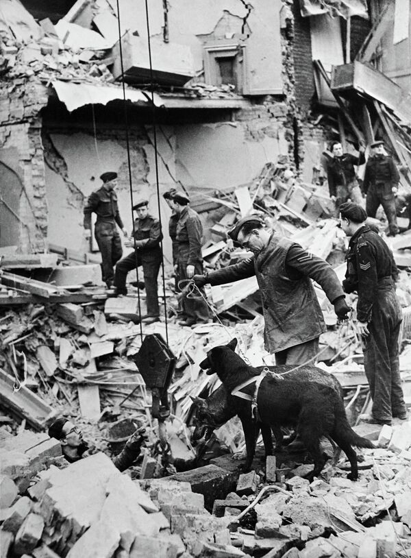 سگ های امداد رسان در سال 1941 - اسپوتنیک افغانستان  