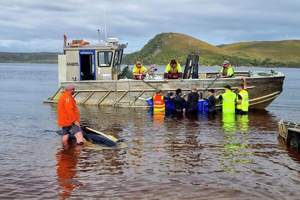 مقامات آسترالیایی نهنگ های خلبان را نجات میدهند. - اسپوتنیک افغانستان  