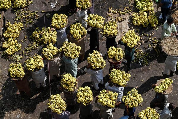 بازار عمده‌فروشی میوه در لاهور پاکستان. - اسپوتنیک افغانستان  