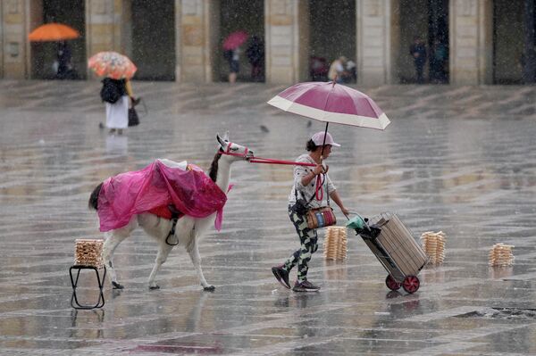 یک عکاس خیابانی پس از شروع بارندگی در بوگوتا، کلمبیا، سه‌شنبه، 25 اکتوبر 2022، میدان بولیوار را با لاما خود ترک می‌کند. - اسپوتنیک افغانستان  
