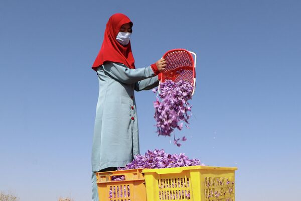  جمع آوری محصول زعفران در افغانستان - اسپوتنیک افغانستان  