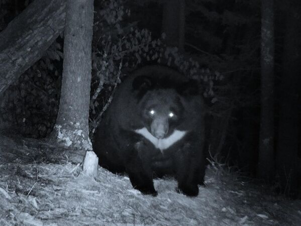 تصویر شبانه یک خرس در پارک ملی &quot;سرزمین پلنگ&quot;. - اسپوتنیک افغانستان  